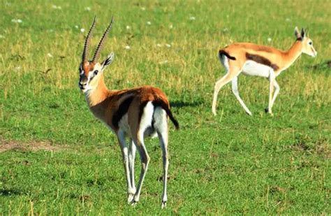 Gazelle - Description, Habitat, Image, Diet, and Interesting Facts