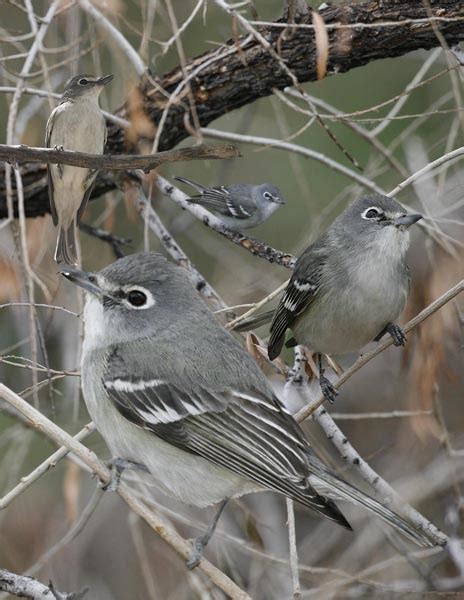 Plumbeous Vireo – Crossley Bird ID Guides