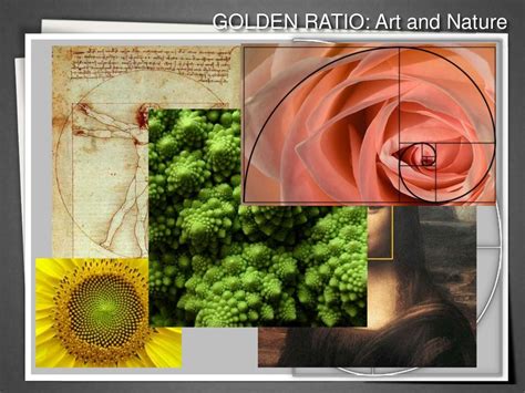 Golden Ratio In Nature Examples