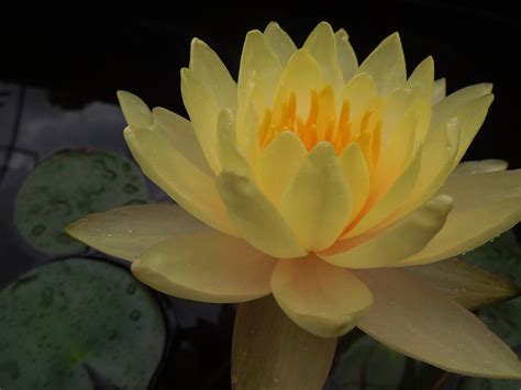 Yellow Lotus Photograph by Peg Toliver