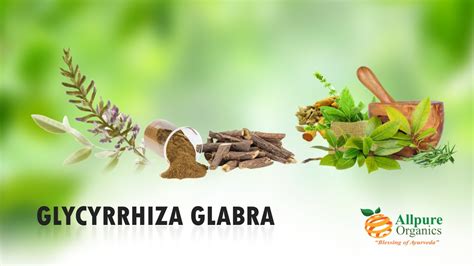 GLYCYRRHIZA GLABRA - Allpure Organics