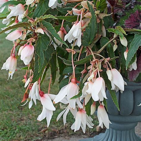 Begonia boliviensis Bossa Nova® Pure White | White Flower Farm