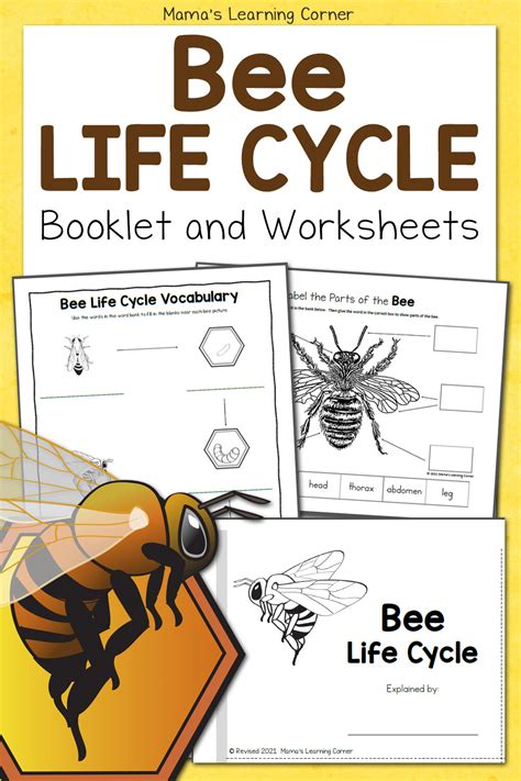 Bee Life Cycle Worksheets - Mamas Learning Corner