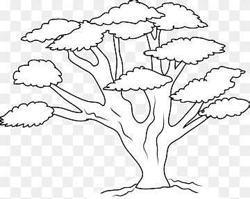 Free download | Drawing Line art Tree, oak, white, child, leaf png ...