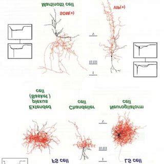 3. GABAergic interneuron migration and neocortical development. a ...