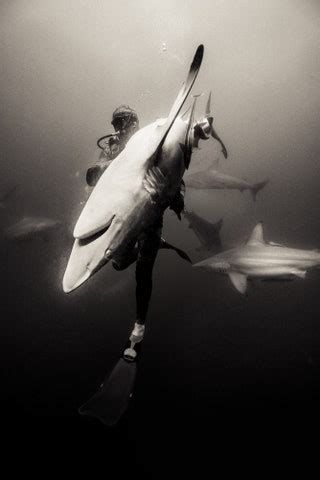 Damn, These Are Some Beautiful Photos of Sharks | GQ