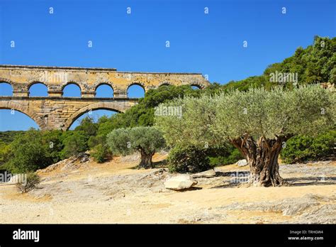 Old olive trees growing near Pont du Gard, southern France. It is the ...