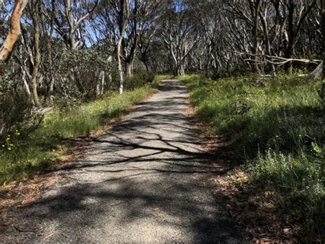 Best Mountain Biking Trails in Mount Hotham | AllTrails