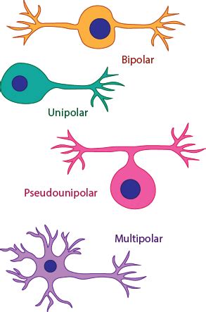 Types of Neurons | Afferent, Efferent & Others - Video & Lesson Transcript | Study.com