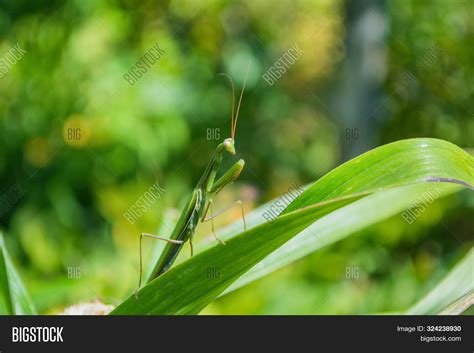 Green Mantis. Green Image & Photo (Free Trial) | Bigstock