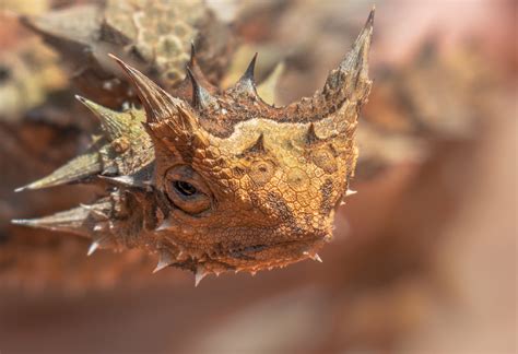 Download Reptile Lizard Animal Thorny Devil HD Wallpaper by Mccamli