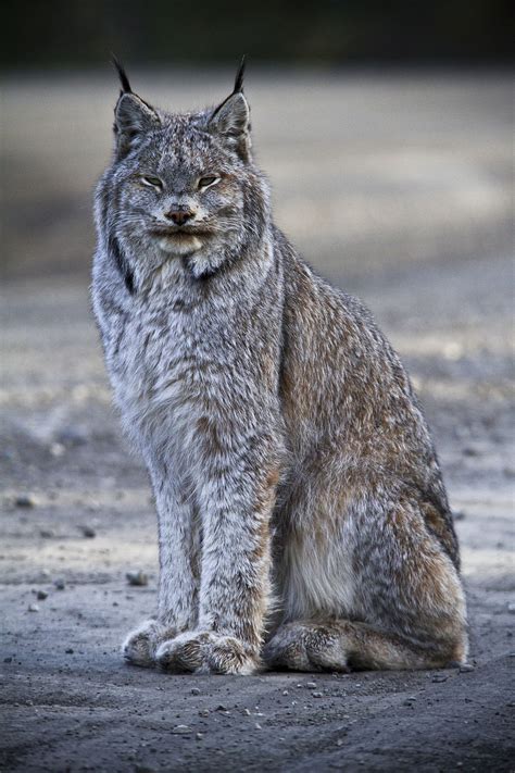 Canada lynx - Wikipedia