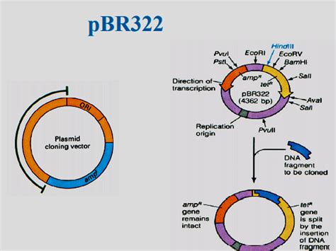 Recombinant RNA Technology Vector For Gene Cloning Biotechnology | Smester-1 Applied-Biosciences