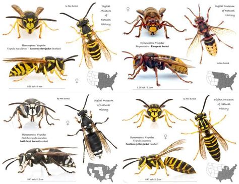 Types of Bees with Names