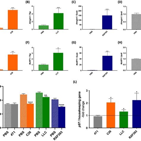 Silencing p97 preserves the fibre area of atrophying muscles of mice ...