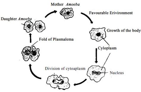 Reproduction of Amoeba - QS Study