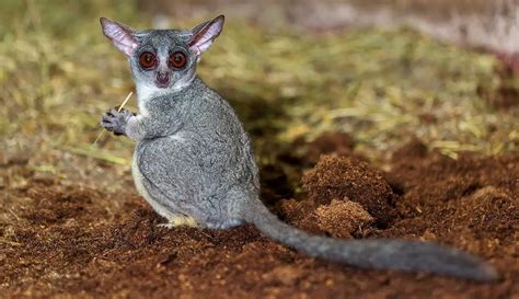 Senegal Bushbaby - The Animal Facts - Appearance, Diet, Habitat, Range