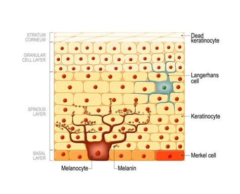 Epidermal Skin Cells