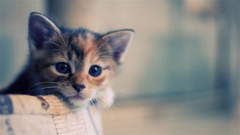 Cute Cat HD Wallpapers - Top Free Cute Cat HD Backgrounds - WallpaperAccess