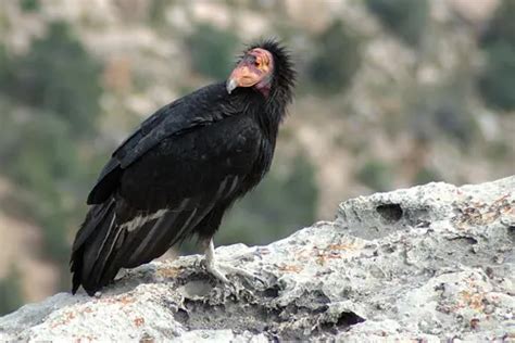 California Condor Facts | Anatomy, Diet, Habitat, Behavior - Animals Time