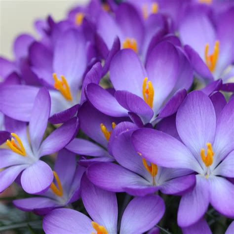 Buy crocus bulbs Crocus tommasinianus Whitewell Purple: £2.99 Delivery ...