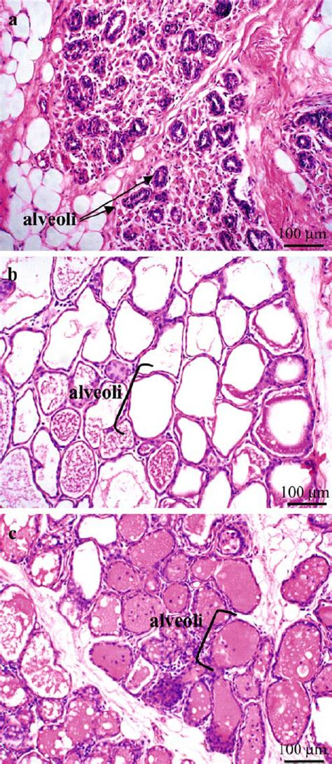 Histology Of Mammary Gland