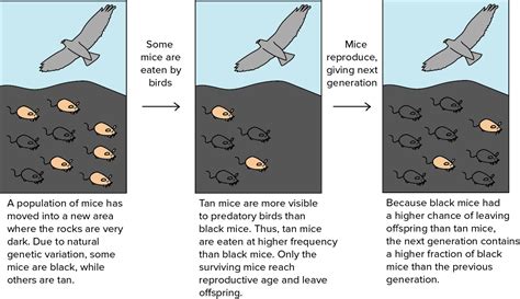 AP Biology Midterm Project: 11) Natural selection involves organisms trying to adapt.