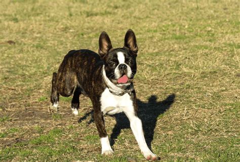 Boston Terrier Colors – Only Brindle, Seal & Black? | PawLeaks