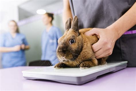 The Vet Zone | Open Access Rabbit CPD Programme | Supreme Petfoods