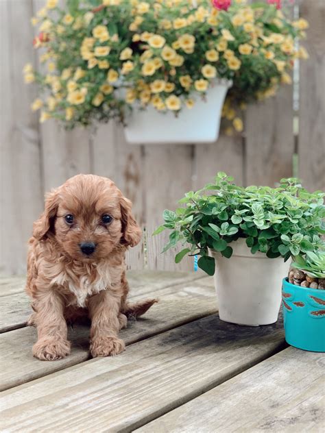 Cavapoo Puppies For Sale | Seaman, OH #299686 | Petzlover