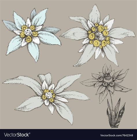 Edelweiss flower collection. Download a Free Preview or High Quality ...