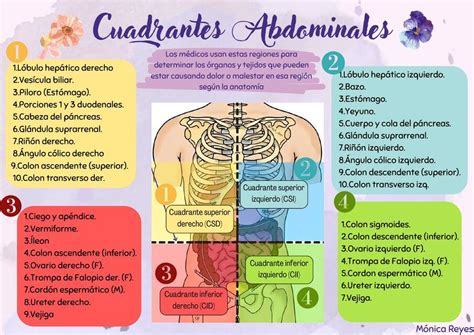 Cuadrantes y Regiones Abdominales | Mónica | uDocz