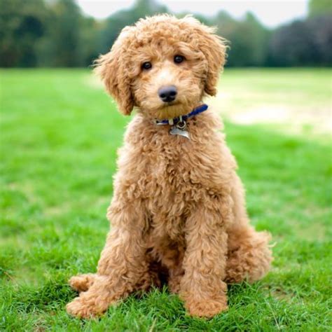 Labradoodle vs Bordoodle - Breed Comparison | MyDogBreeds