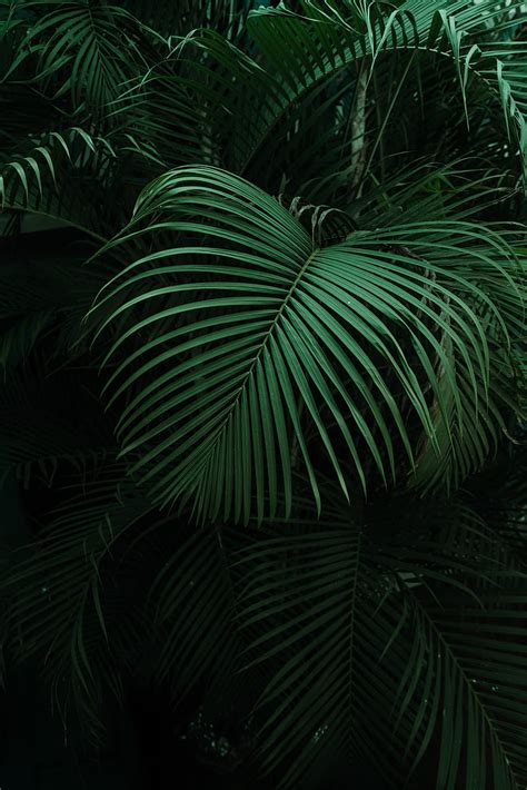 Palm, leaves, green, dark, HD phone wallpaper | Peakpx