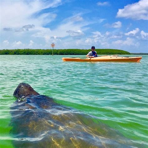 Shell Key Preserve Kayak Tour St. Petersburg | Rockon Recreation Rentals