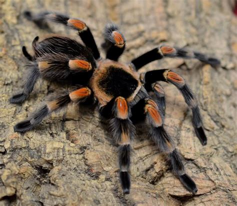 Best Tarantulas As Pets | Red knee tarantula, Tarantula, Mexican red knee