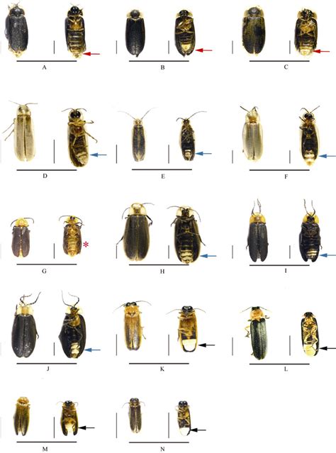 Habitus of 14 firefly species (All figures show dorsal view on the left... | Download Scientific ...