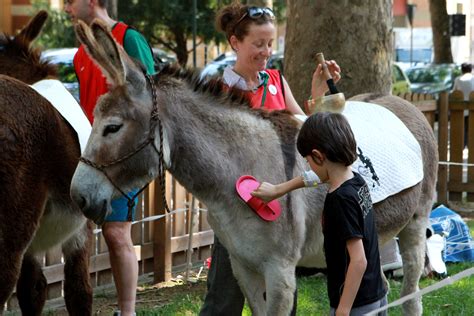 Torna la pet therapy con gli asini all’Ospedale dei bambini