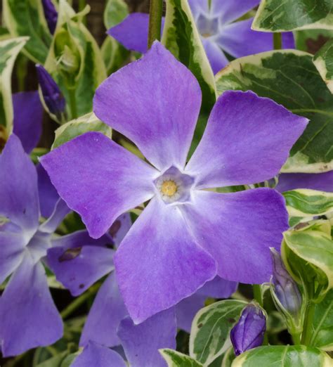 Vinca major ‘Variegata’ – Plants To Your Door