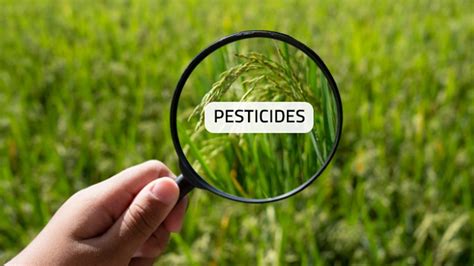 FDA's pesticide residue monitoring program shows food supply compliance in FY 2021 | Food Safety ...