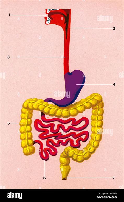 Human Digestive System Drawing With Color / 18 001 Digestive System Vector Images Digestive ...