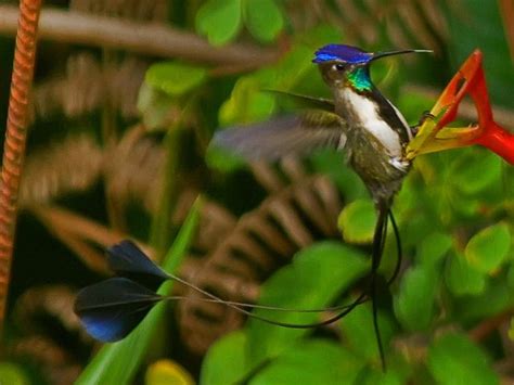 Marvelous Spatuletail (Loddigesia mirabilis) | Hummingbird photos, Bird ...