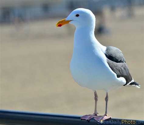 Seagull | Sea birds, Huntington beach pier, British seaside