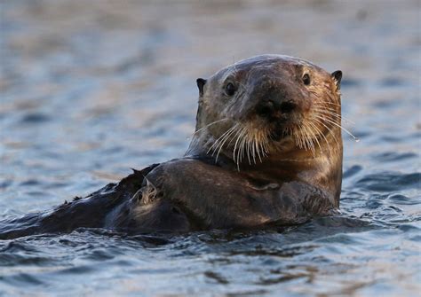 We are celebrating sea otters! Happy Sea Otter... | My Public Lands