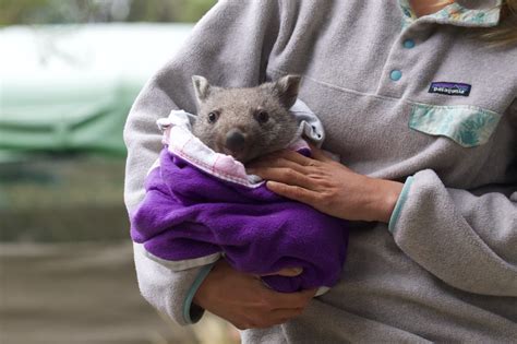 Rescued-Wombat-baby | Wild Ocean Tasmania