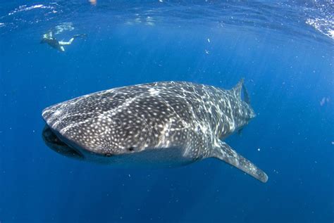 A Guide to Swimming With Whale Sharks in Mexico