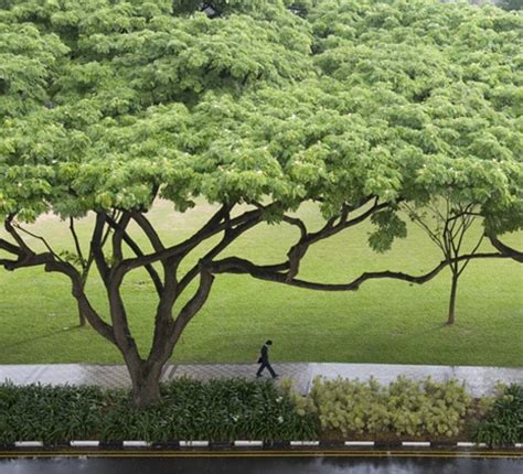 Trees and Flowers of Singapore