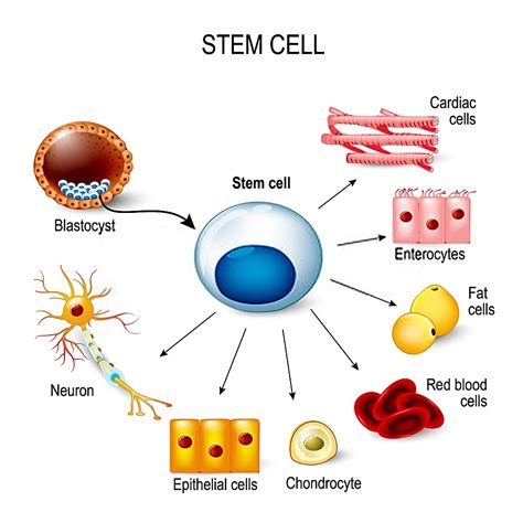 Affordable Cost Stem Cell Therapy in Mumbai, India - MedAcess