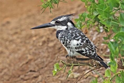 Pied kingfisher (Ceryle rudis)