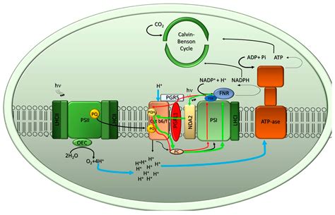 Plants | Free Full-Text | Potential and Challenges of Improving Photosynthesis in Algae